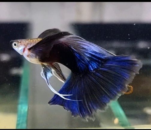 HB Blue C Fin Ribbon guppy pair