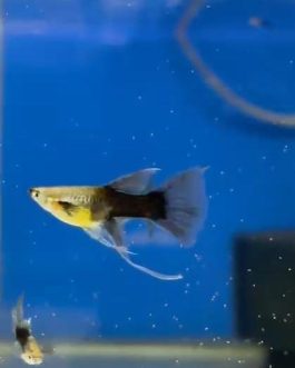 HB Blue C Fin Ribbon guppy pair