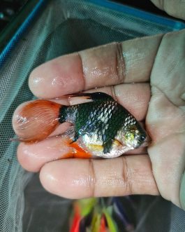 Tiger barb vailtail (4 pcs)