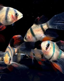 Tiger barb vailtail (4 pcs)