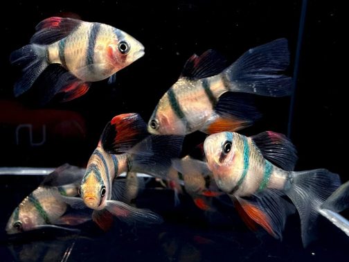 Tiger barb vailtail (4 pcs)