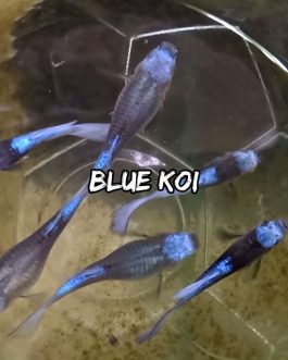 Blue koi guppy ( pair)