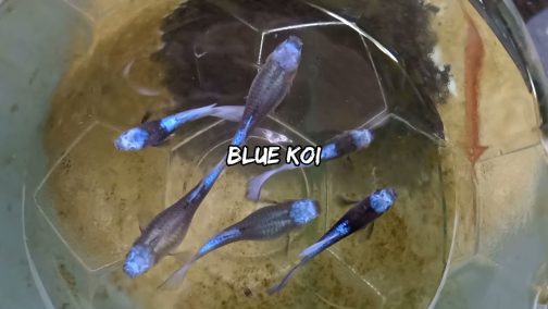 Blue koi guppy ( pair)