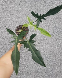 Philodendron longilobatum (small plant pot)