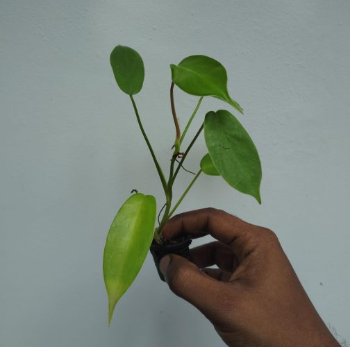 Philodendron longilobatum (small plant pot) - Image 4