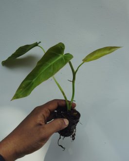 Philodendron Maximum (small plant pot)