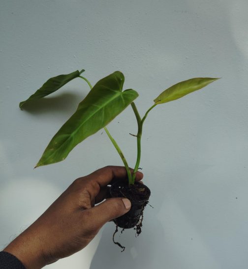 Philodendron Maximum (small plant pot) - Image 2