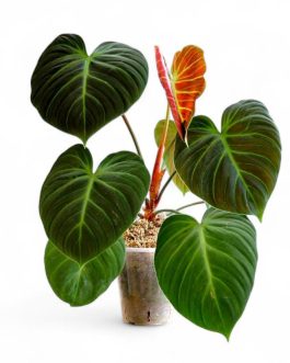 Philodendron El Choco Red (small plant pot)