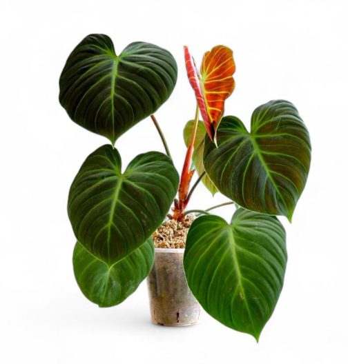 Philodendron El Choco Red (small plant pot)