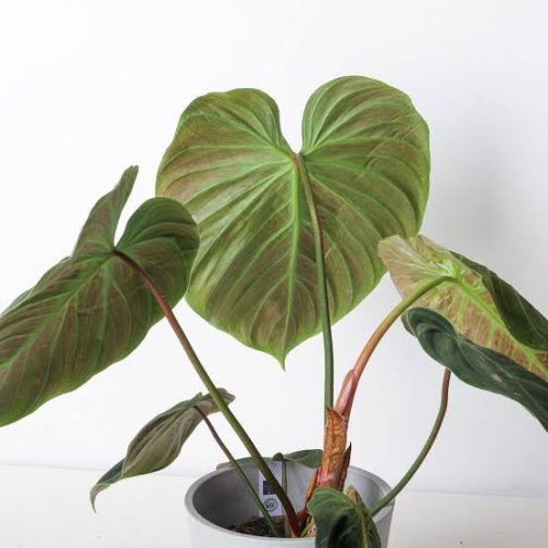 Philodendron El Choco Red (small plant pot) - Image 3