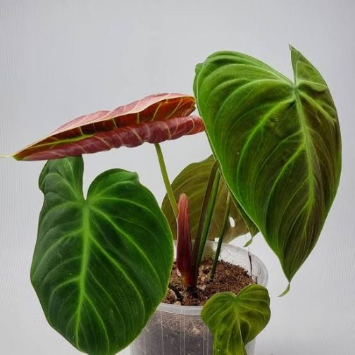 Philodendron El Choco Red (small plant pot) - Image 4