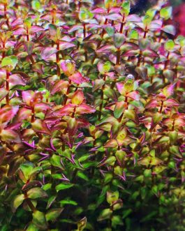 Rotala pearl (6 stems)