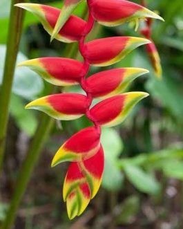 Heliconia rostrata /Hanging Lobster Claw (single plant rhizome)