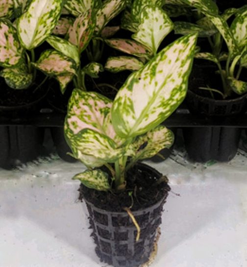 Aglaonema pink valentine ( small plant pot) - Image 3