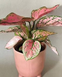 Aglaonema pink valentine ( small plant pot)