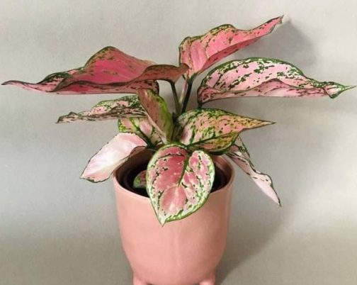 Aglaonema pink valentine ( small plant pot)