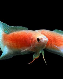 Flame paradise/ red paradise / ice blue paradise gourami ( 3 pcs)