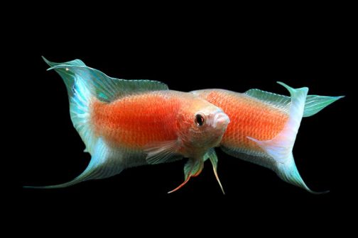 Flame paradise/ red paradise / ice blue paradise gourami ( 3 pcs)