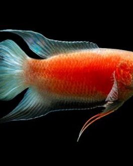 Flame paradise/ red paradise / ice blue paradise gourami ( 3 pcs)