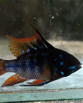 Dark german blue ram adult large sized ( 1 fish)