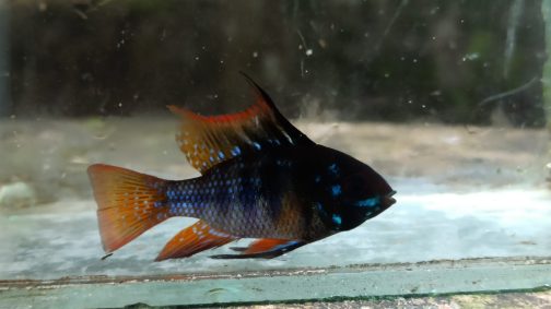 Dark german blue ram adult large sized ( 1 fish)