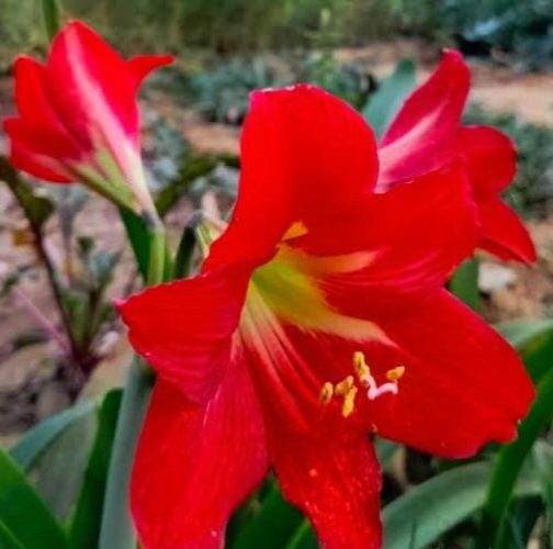 Amaryllis Lily Red Color (single plant)