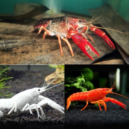 Cray fish breeding pair combo ( Brown ,red , white)