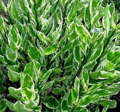 Pedilanthus Variegated (single plant cutting)