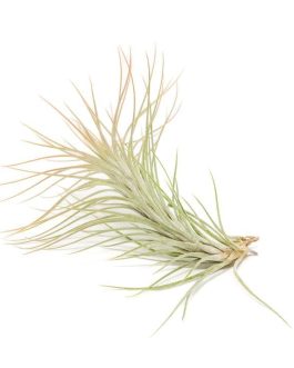 Tillandsia Foxtail Air Plant (single plant)