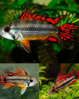 Apistogramma Cacatuoides triple red  Size ( 2 pcs)