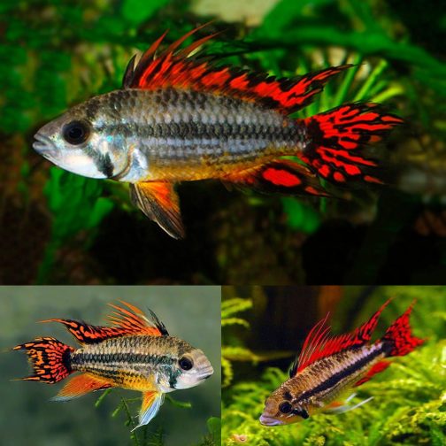 Apistogramma Cacatuoides triple red  Size ( 2 pcs)