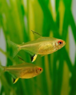 Lemon tetra ( 9 pcs)