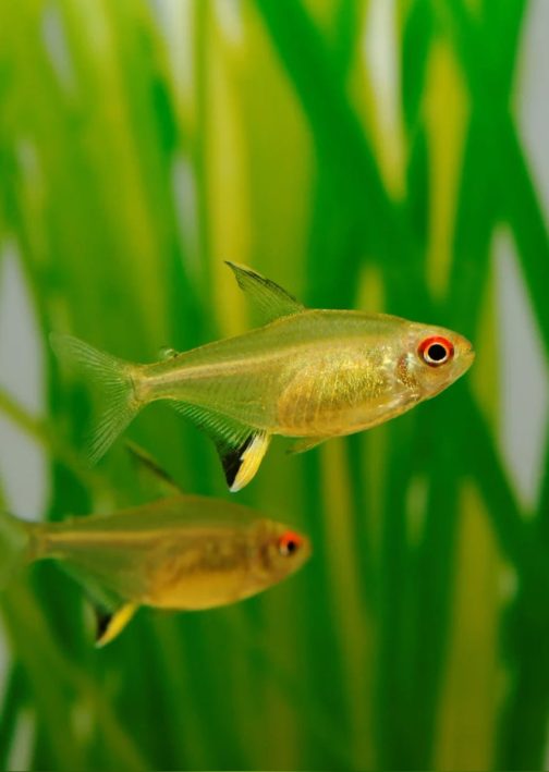 Lemon tetra ( 9 pcs)