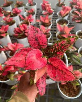 Aglonema Kumkoon- reddish pink varient (small plant pot)