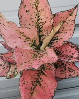 Aglaonema