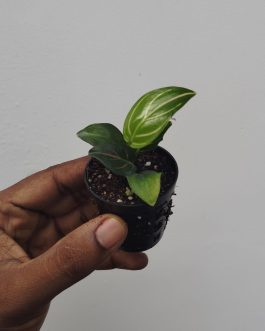 Aglaonema Rotundum Tiger/ red vein (small single plant pot)