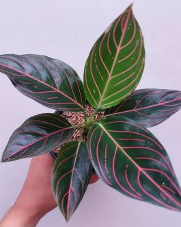 Aglaonema Rotundum Tiger/ red vein (small single plant pot)