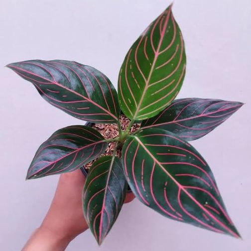 Aglaonema Rotundum Tiger/ red vein (small single plant pot)