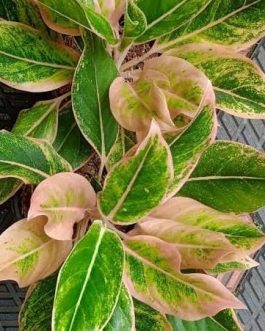 Aglaonema Lipstick pudding/ Pink Lipstick (small single plant pot)