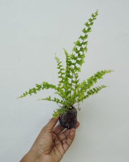 Green fantasy fern (jiffy sized)