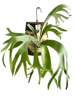 Jiffy sized small staghorn fern (small clump)