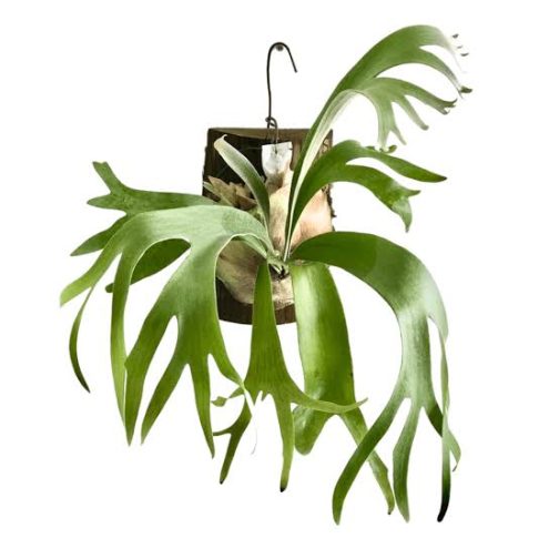 Jiffy sized small staghorn fern (small clump)