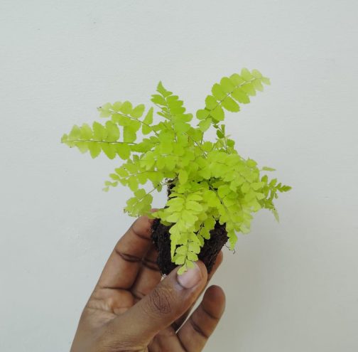 Giant macho fern (small jiffy clump) - Image 2