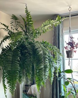 Giant macho fern (small jiffy clump)