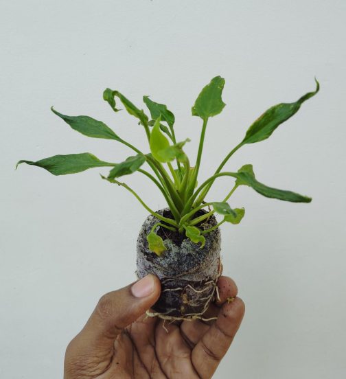 Philodendron Xanadu Green (jiffy sized plant) - Image 2