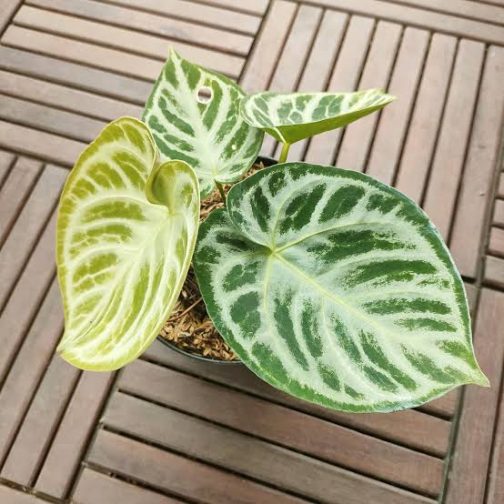 Anthurium silver blush (small single plant jiffy)