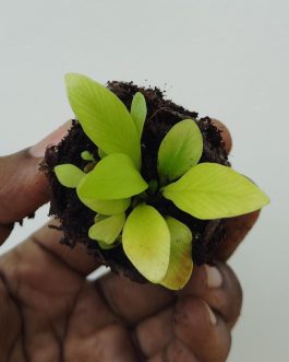 Bird nest fern/Asplenium nidus (small sized jiffy plant)