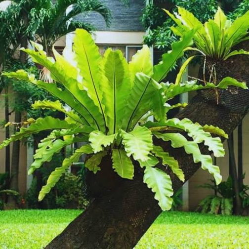 Bird nest fern/Asplenium nidus (small sized jiffy plant)