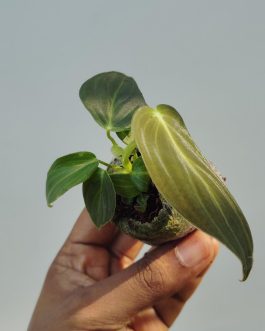 Philodendron Melanochrysum (small jiffy sized plant)