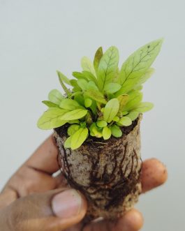 Crocodile Fern (small jiffy clump)